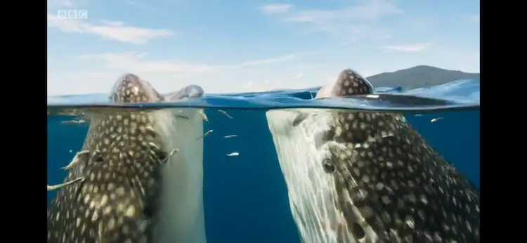 Whale shark (Rhincodon typus) as shown in Seven Worlds, One Planet - Asia